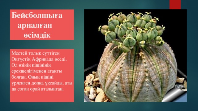 Бейсболшыға  арналған  өсімдік Местей толық сүттіген Оңтүстік Африкада өседі. Ол өзінің пішінінің ерекшелігіменен атақты болған. Оның пішіні үрленген допқа ұқсайды, аты да соған орай аталынған.