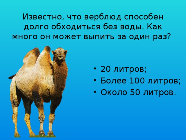 Сколько верблюдов. Верблюды могут долго обходиться без воды. Верблюд без воды. Сколько верблюд может прожить без воды. Верблюжонок вес.