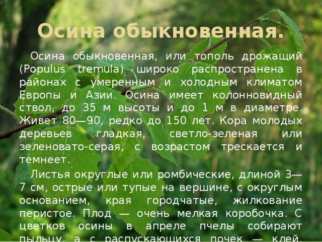 Свойства осины. Осина описание. Систематика осины обыкновенной. Экологические признаки осины. Экологические признаки осины обыкновенной.