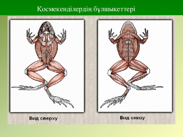 Қосмекенділердің бұлшықеттері