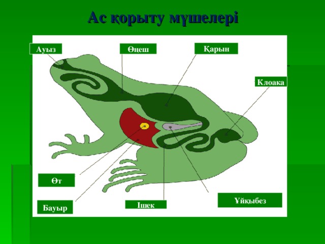 Ас қорыту мүшелері Қарын Өңеш Ауыз Клоака Өт Ұйқыбез Бауыр Ішек