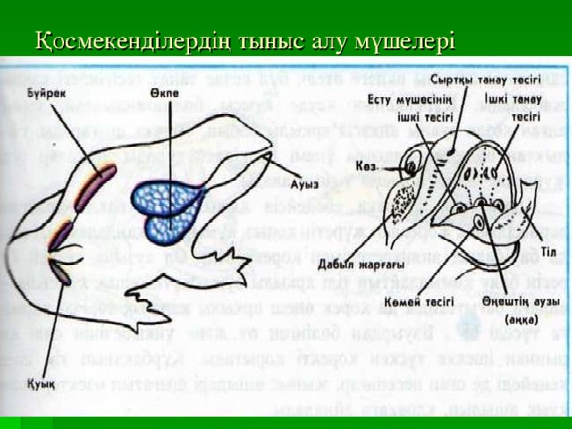 Қосмекенділердің тыныс алу мүшелері