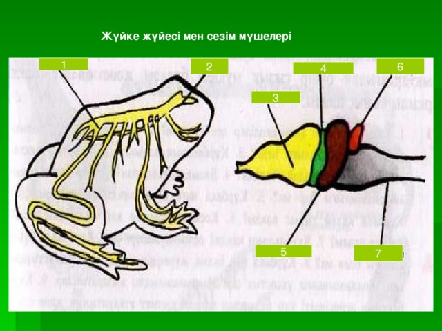 Жүйке жүйесі мен сезім мүшелері  1 2 6 4 3 5 7