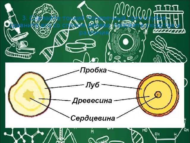 3. Сделайте тонкий поперечный срез клубня, сравните его со спилом дерева. Назовите сходства и различия.