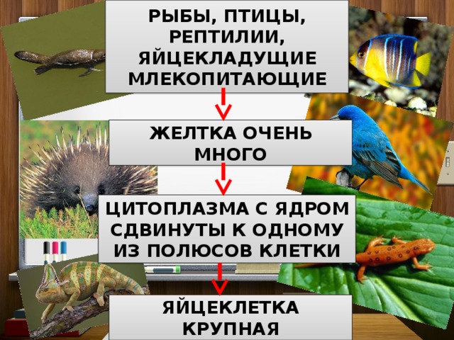 РЫБЫ, ПТИЦЫ, РЕПТИЛИИ, ЯЙЦЕКЛАДУЩИЕ МЛЕКОПИТАЮЩИЕ ЖЕЛТКА ОЧЕНЬ МНОГО ЦИТОПЛАЗМА С ЯДРОМ СДВИНУТЫ К ОДНОМУ ИЗ ПОЛЮСОВ КЛЕТКИ ЯЙЦЕКЛЕТКА КРУПНАЯ