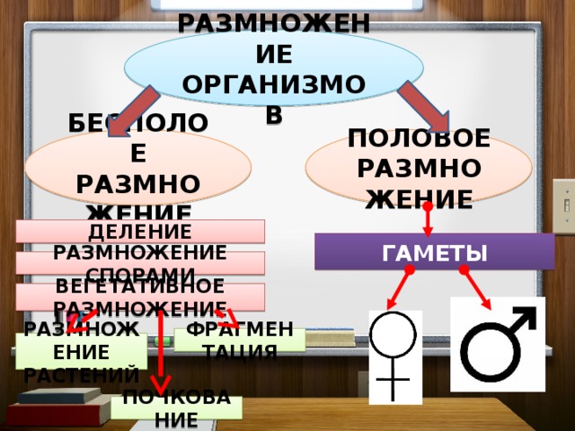 РАЗМНОЖЕНИЕ ОРГАНИЗМОВ БЕСПОЛОЕ РАЗМНОЖЕНИЕ ПОЛОВОЕ РАЗМНОЖЕНИЕ ДЕЛЕНИЕ ГАМЕТЫ РАЗМНОЖЕНИЕ СПОРАМИ ВЕГЕТАТИВНОЕ  РАЗМНОЖЕНИЕ ФРАГМЕНТАЦИЯ РАЗМНОЖЕНИЕ  РАСТЕНИЙ ПОЧКОВАНИЕ