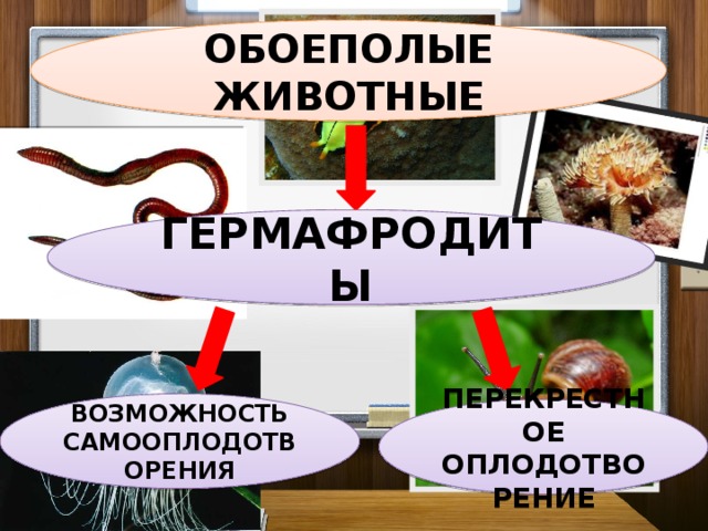 ОБОЕПОЛЫЕ ЖИВОТНЫЕ ГЕРМАФРОДИТЫ ВОЗМОЖНОСТЬ САМООПЛОДОТВОРЕНИЯ ПЕРЕКРЕСТНОЕ ОПЛОДОТВОРЕНИЕ