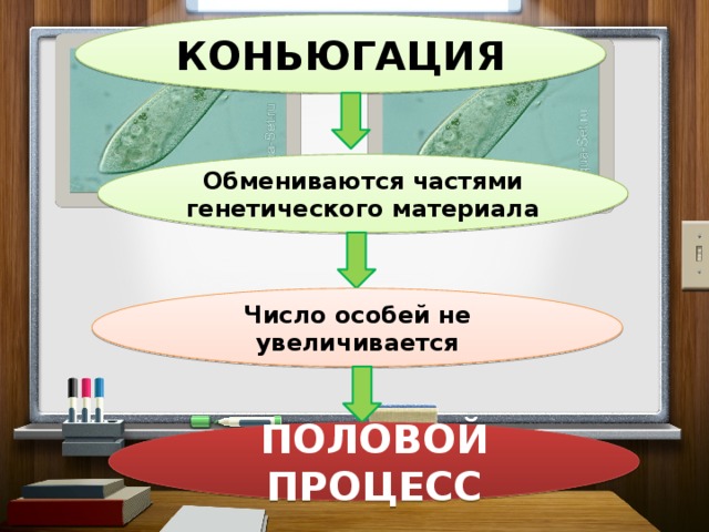 КОНЬЮГАЦИЯ Обмениваются частями генетического материала Число особей не увеличивается ПОЛОВОЙ ПРОЦЕСС