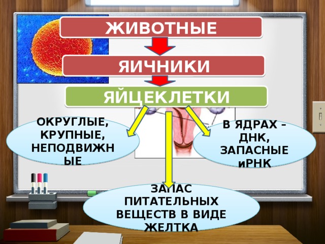 ЖИВОТНЫЕ ЯИЧНИКИ ЯЙЦЕКЛЕТКИ ОКРУГЛЫЕ, КРУПНЫЕ, НЕПОДВИЖНЫЕ В ЯДРАХ – ДНК, ЗАПАСНЫЕ иРНК ЗАПАС ПИТАТЕЛЬНЫХ ВЕЩЕСТВ В ВИДЕ ЖЕЛТКА