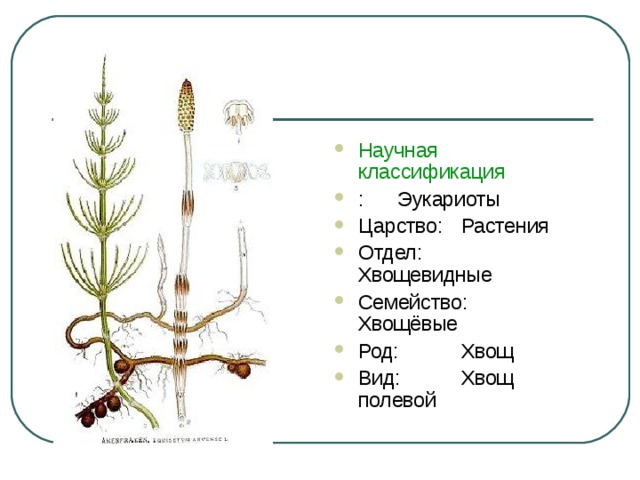 Царство отдел класс род растений