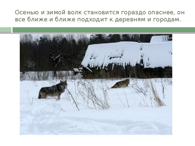 Осенью и зимой волк становится гораздо опаснее, он все ближе и ближе подходит к деревням и городам.