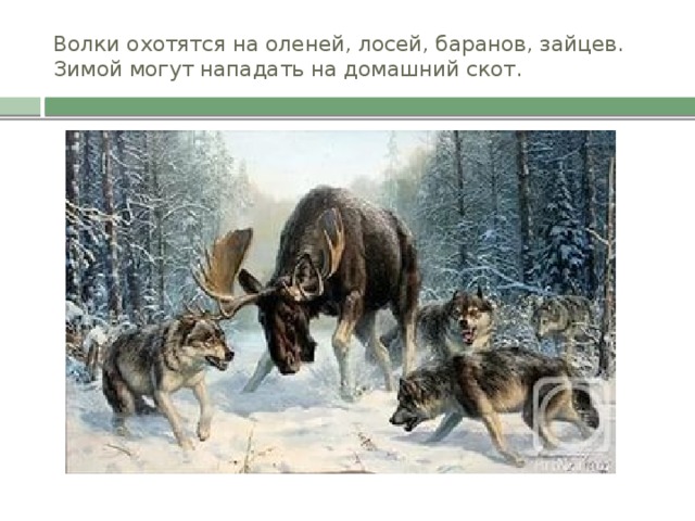 Волки охотятся на оленей, лосей, баранов, зайцев. Зимой могут нападать на домашний скот.