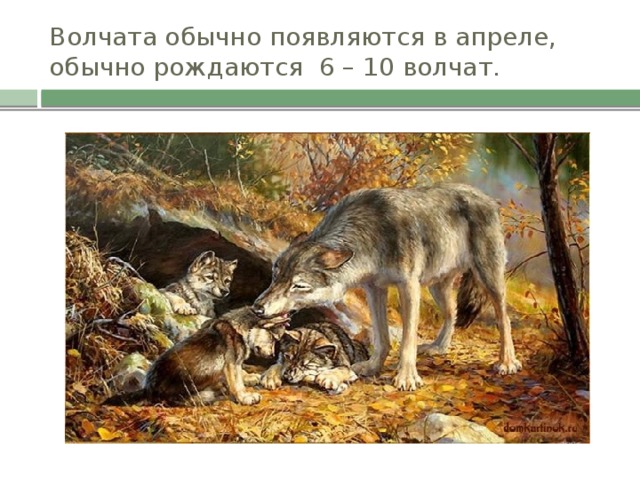 Волчата обычно появляются в апреле, обычно рождаются 6 – 10 волчат.