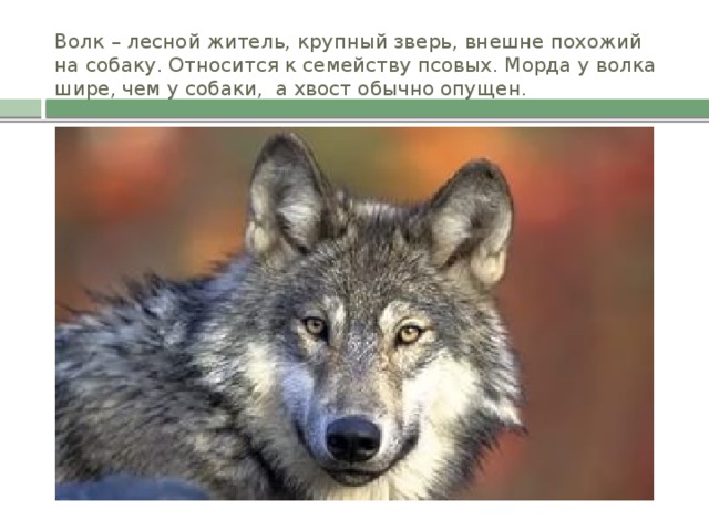 Волк – лесной житель, крупный зверь, внешне похожий на собаку. Относится к семейству псовых. Морда у волка шире, чем у собаки, а хвост обычно опущен.