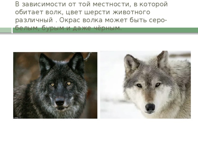 В зависимости от той местности, в которой обитает волк, цвет шерсти животного различный . Окрас волка может быть серо-белым, бурым и даже чёрным.