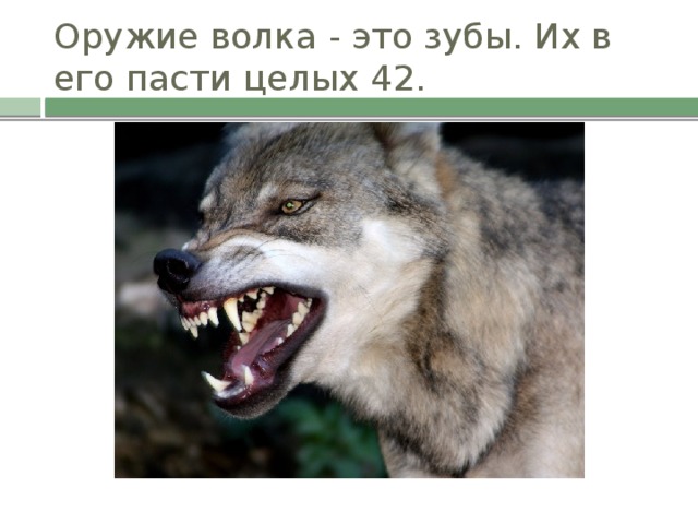 Оружие волка - это зубы. Их в его пасти целых 42.