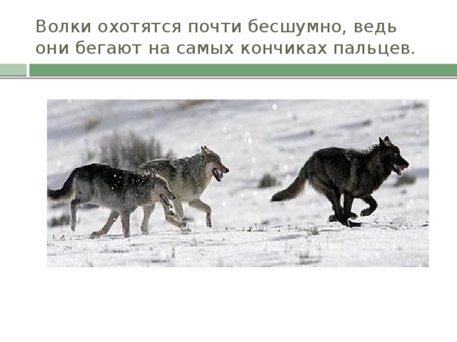 Волки охотятся почти бесшумно, ведь они бегают на самых кончиках пальцев.