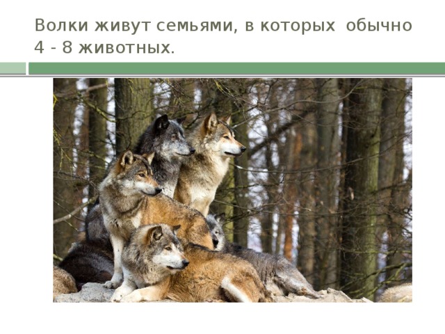 Волки живут семьями, в которых обычно 4 - 8 животных.  