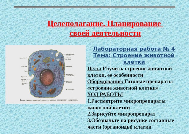 Лабораторная работа биология изучение строения растительных тканей. Лабораторная работа строение клетки. Лабораторная работа строение животной клетки. Животная клетка лабораторная работа. Лабораторная работастрение клетки.