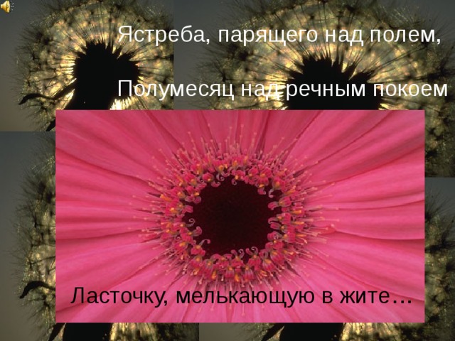 Ястреба, парящего над полем, Полумесяц над речным покоем Ласточку, мелькающую  в жите… Ласточку, мелькающую в жите…