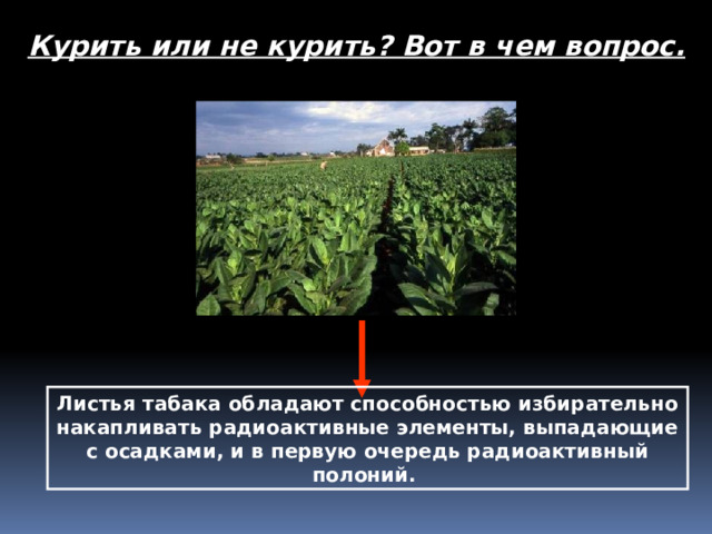 Курить или не курить? Вот в чем вопрос. Листья табака обладают способностью избирательно накапливать радиоактивные элементы, выпадающие с осадками, и в первую очередь радиоактивный полоний.